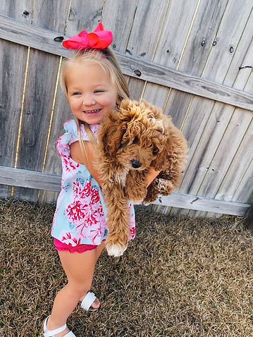 available goldendoodle puppies