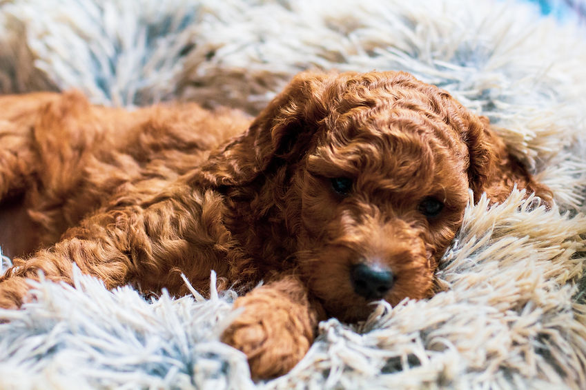 golden doodle pups