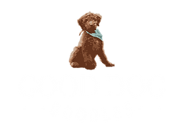 goldendoodle puppies
