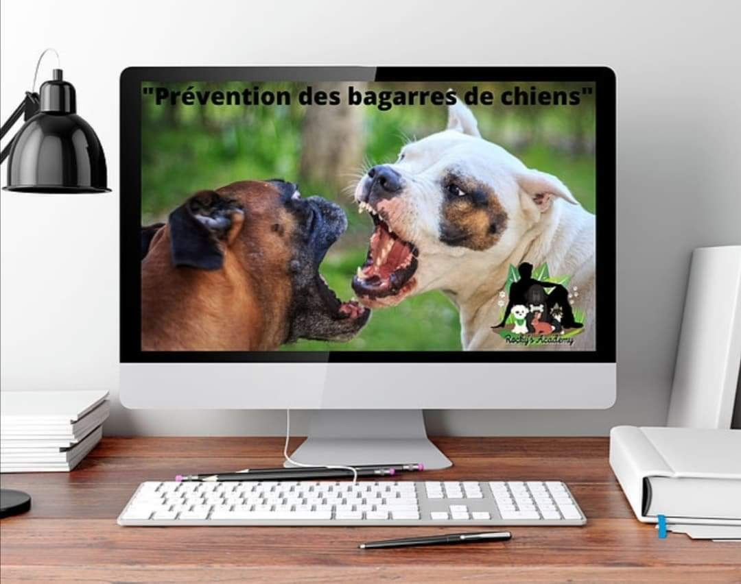 "Prévention des bagarres de chiens"