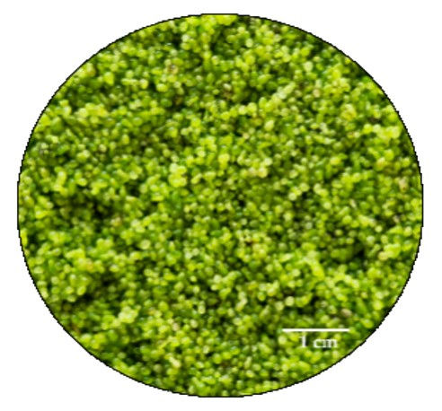 ASEAN Wolffia by Sustain Biz, Thailand “Reinventing Sustainable Food”