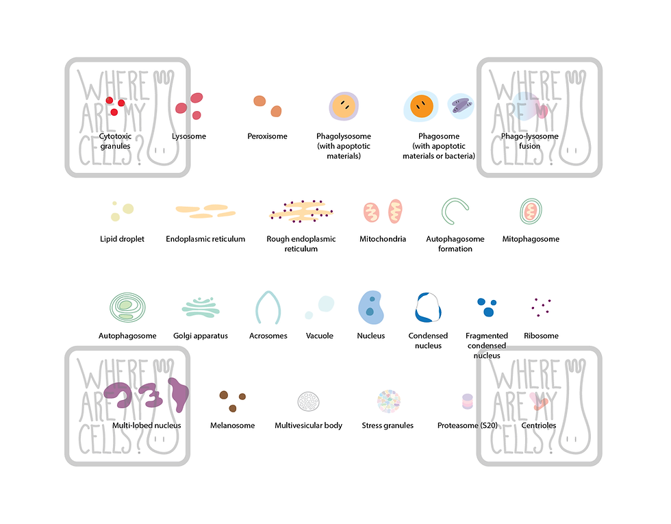 Thumbnail: Where are my organelles and cellular structures?