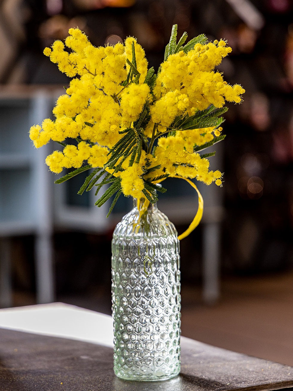 Miniatura: MIMOSA