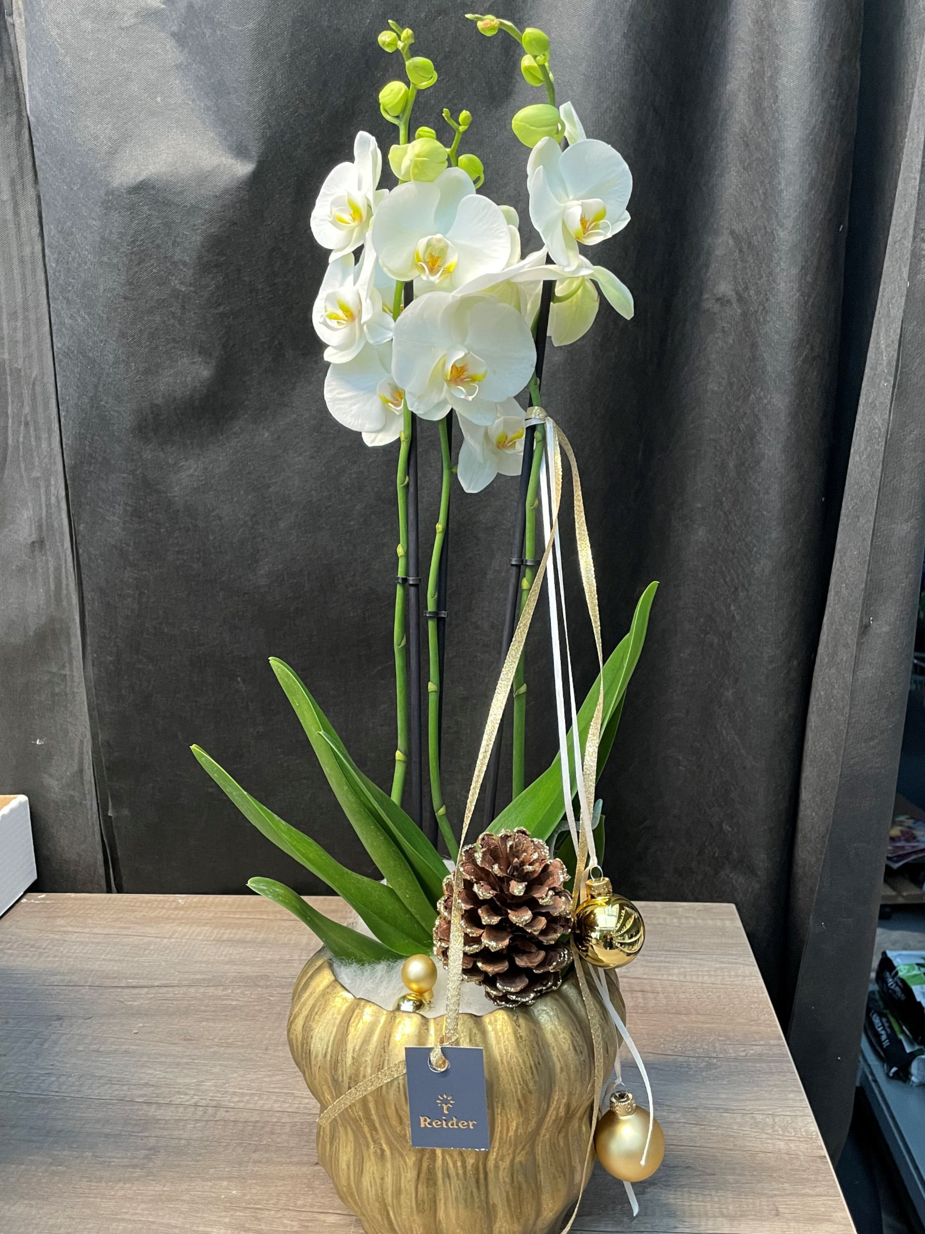 Geschenkidee Weihnachtsgeschenk weiße Orchidee
