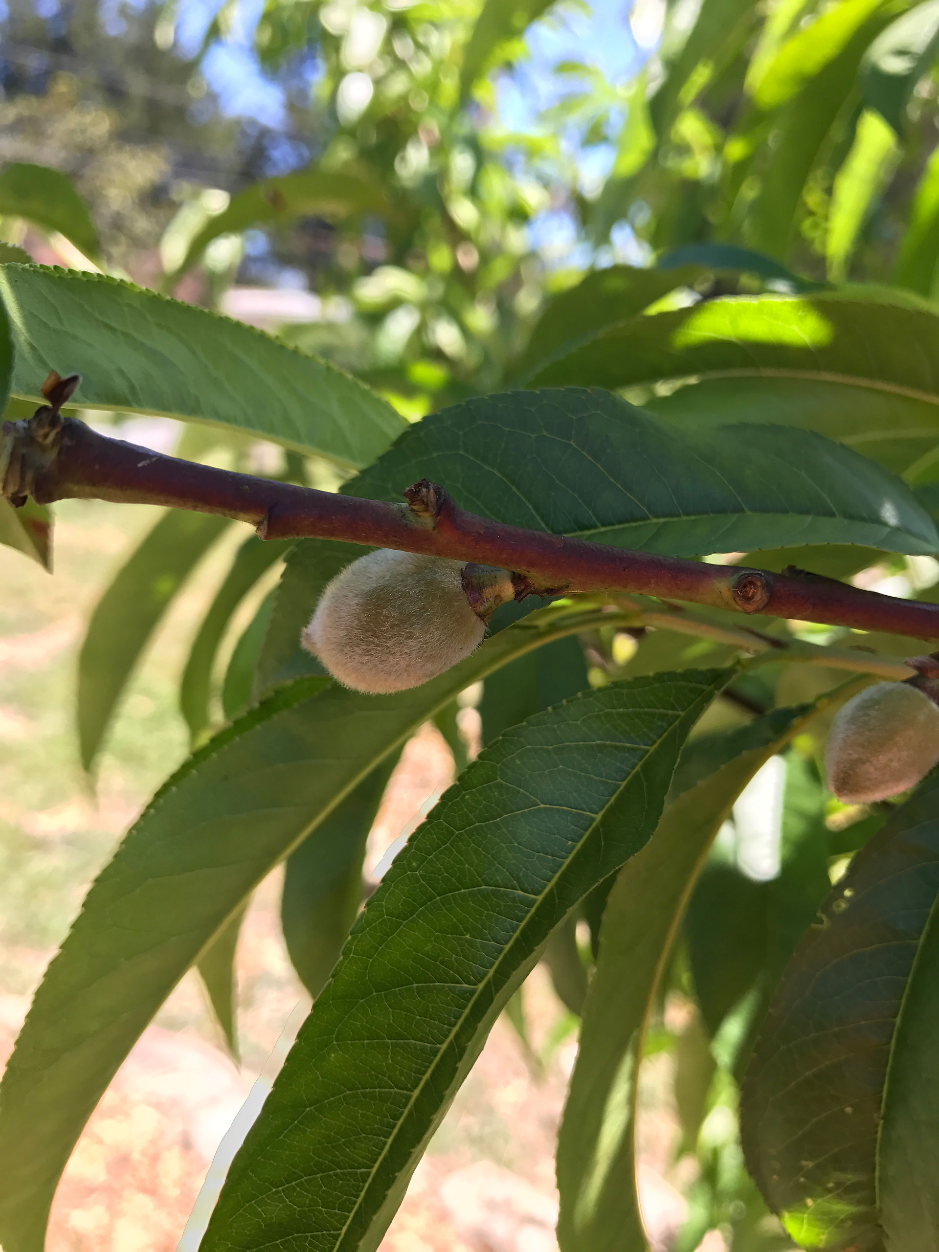 Peaches starting to form