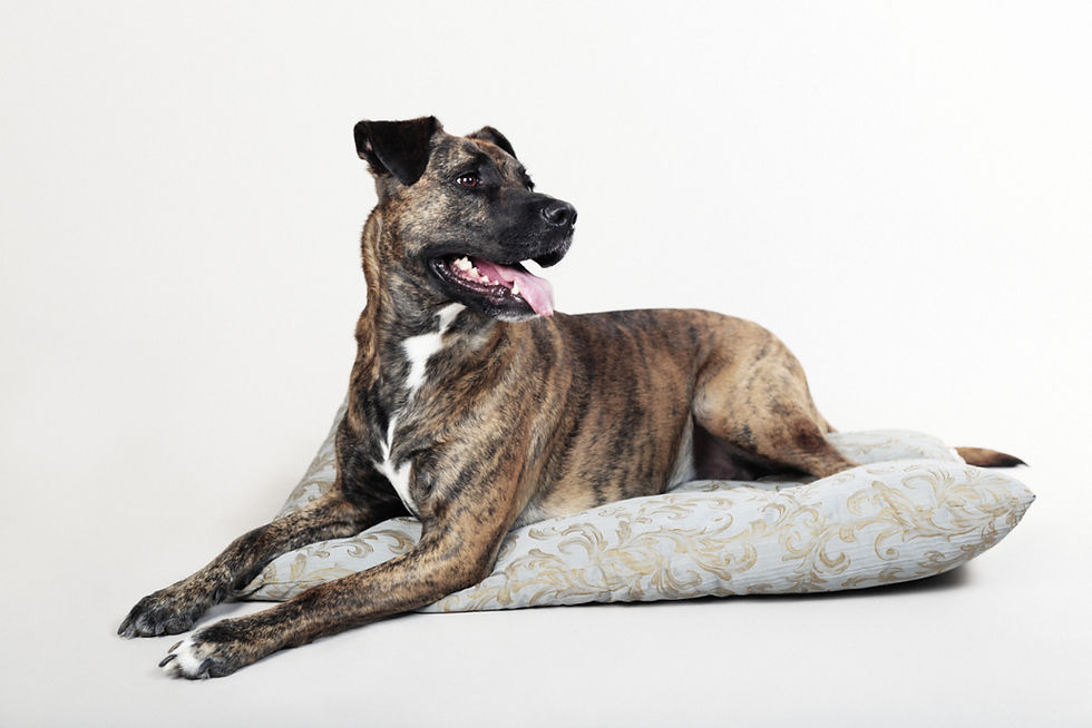 Lilie IMG_9400-Exposure high res (1).jpg