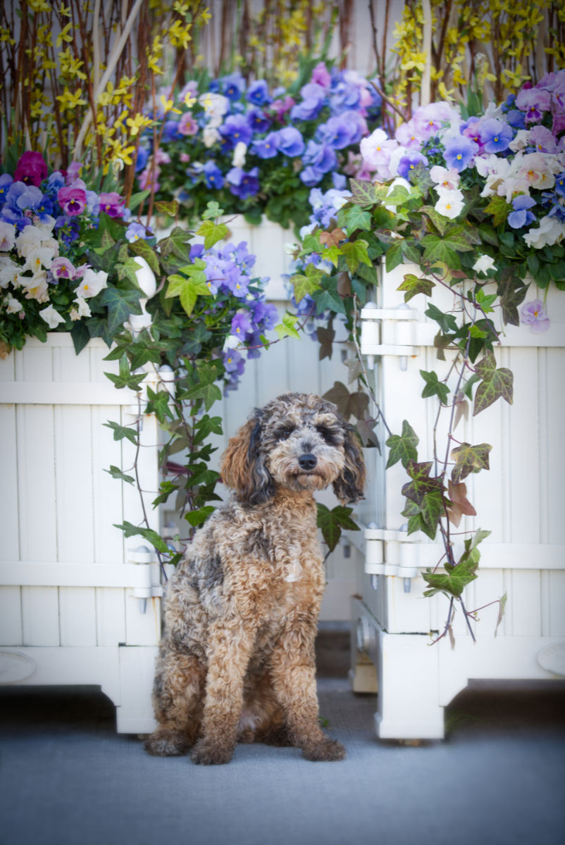 Paisley_flowerpots.jpg