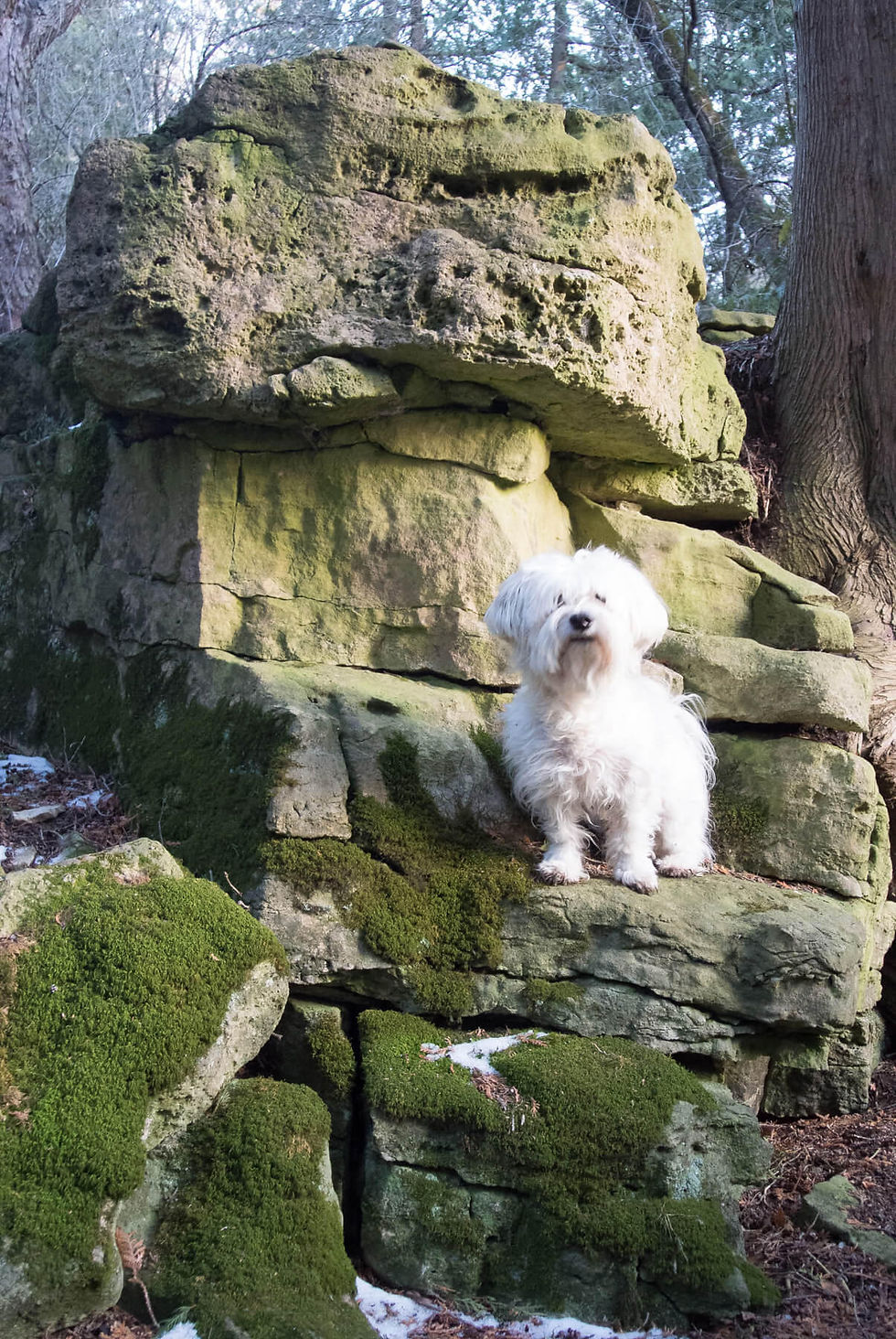 Timmy on the rocks.jpg