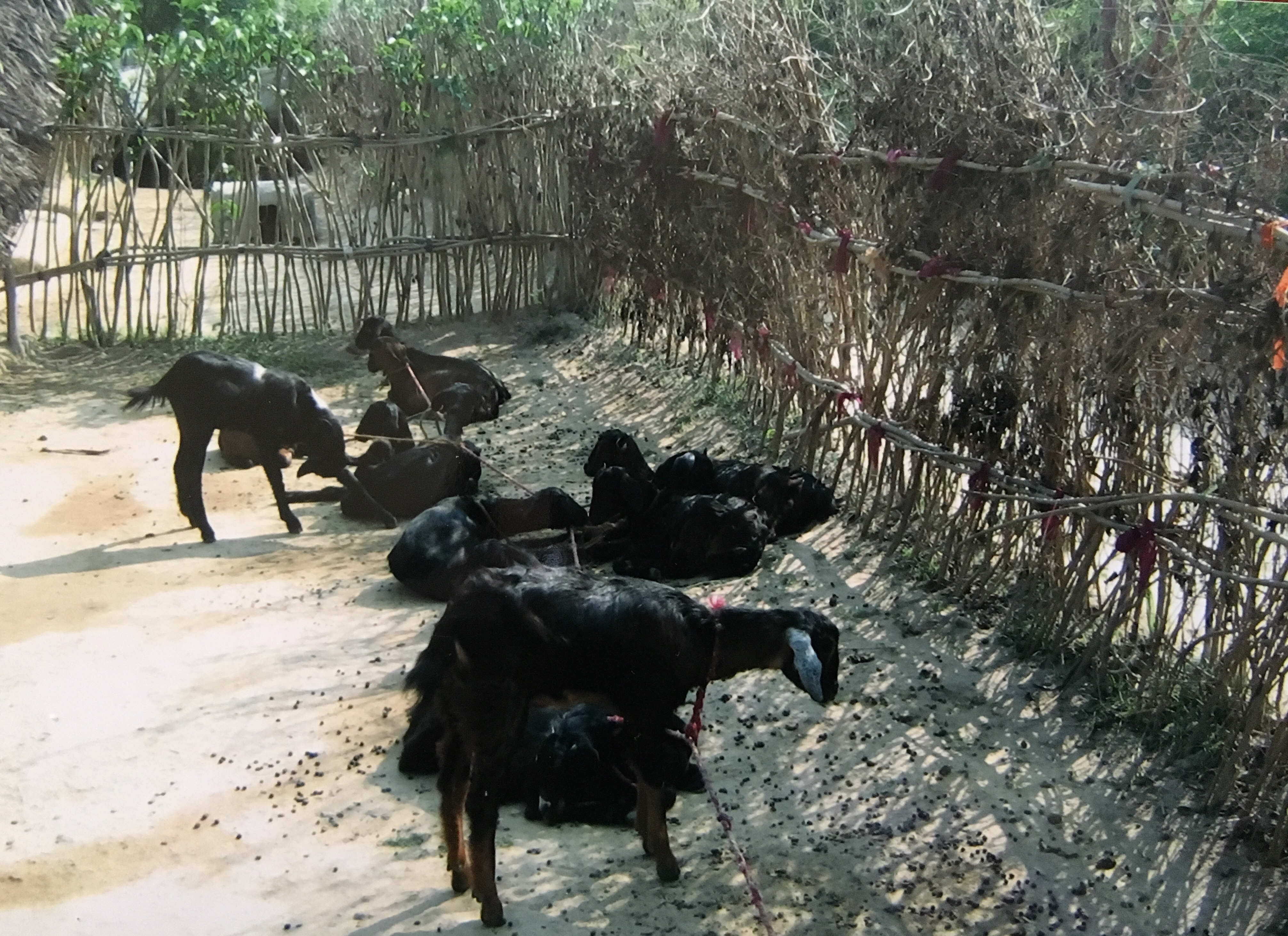 GoatProject