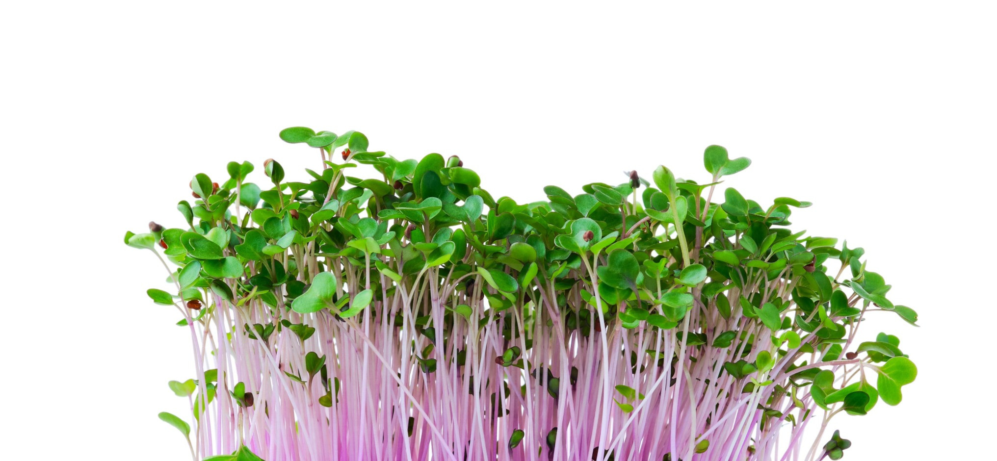 Purple Kohlrabi