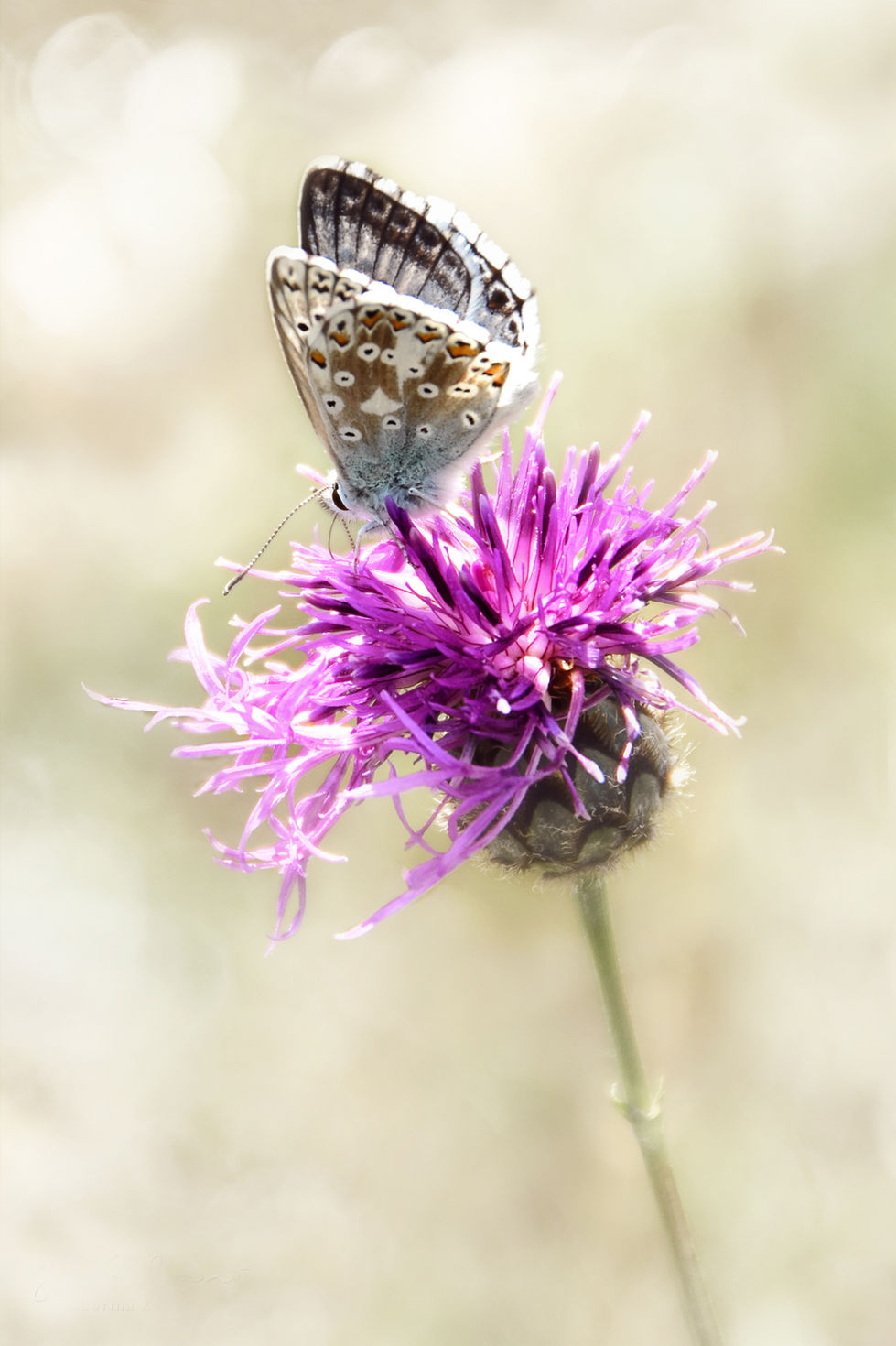 Schmetterling Bläuling