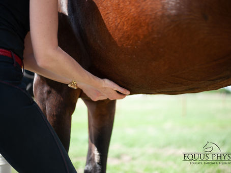 Equine: Abs of Steel
