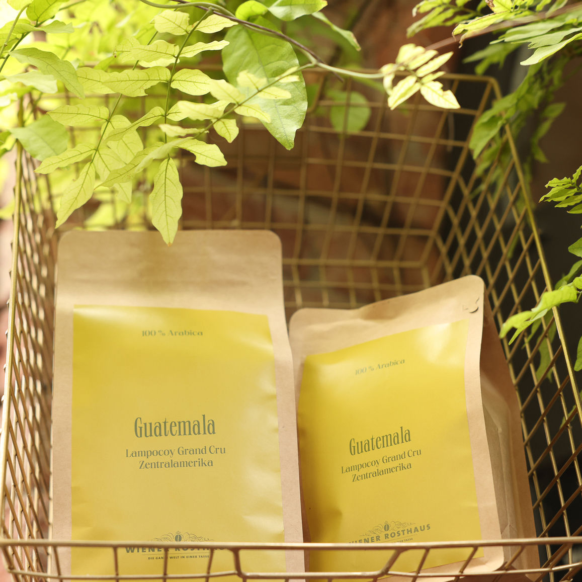 GUATEMALA Lampocoy Grand Cru – Gourmetkaffee der Spitzenklasse – Direct Trade