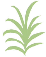 Palmwedel in Grün und illustriert.