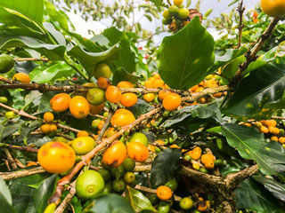 Yellow Bourbon-Varietät