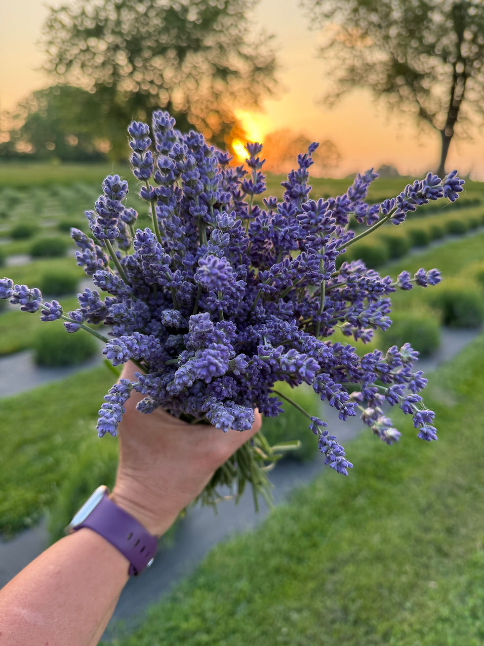 Breathwork at Deep Purple Lavender Farm