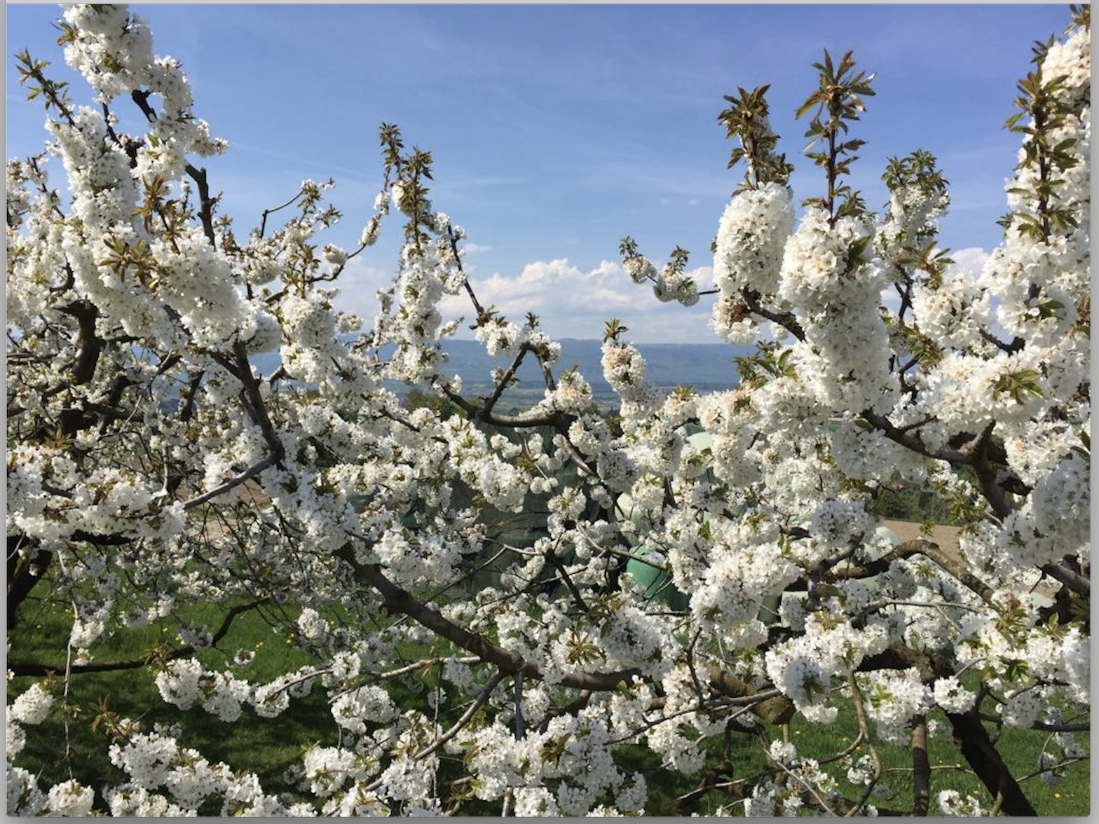 Frühling