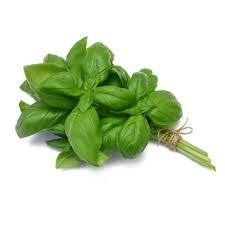 Le basilic