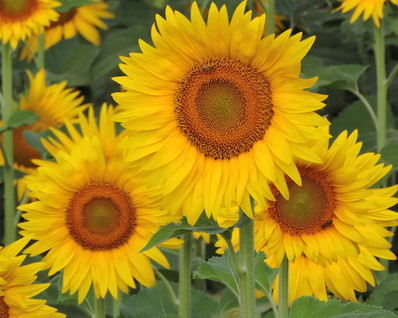 sunflowers