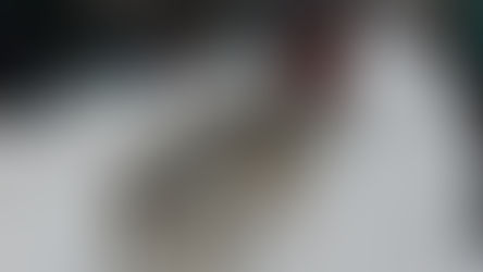 Alaska's Iditarod: The Last Great Race