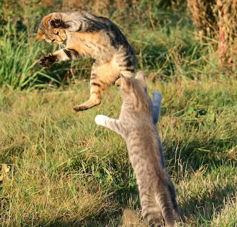 Un conflit un desacord