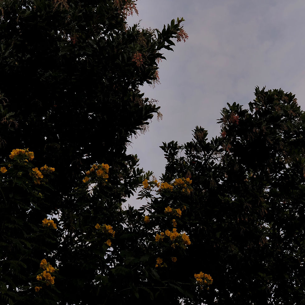 Flowers on a Cloudy Day in San Jose
