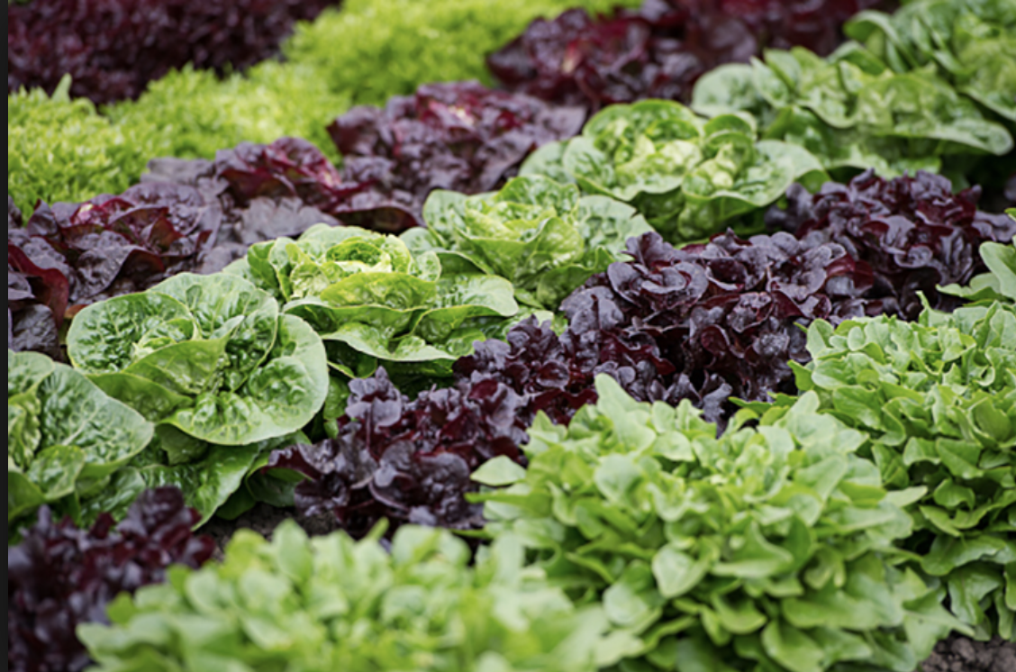 Lettuce