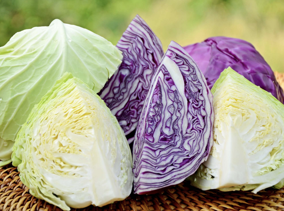 Cabbage