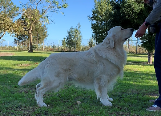 IMG_1940 (2).PNG