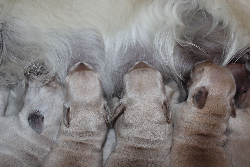 All at the milk bar