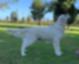 IMG_1935 (2).PNG