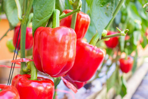 red bell peppers on a vine