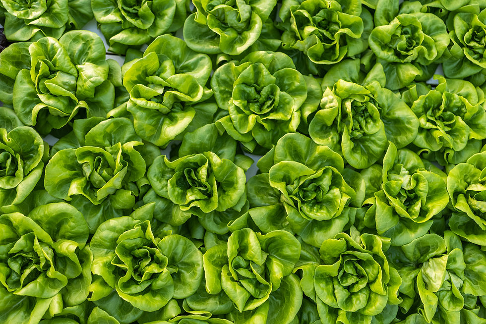 Top view of butterhead lettuce growing in beds using hydroponics inside greenhouse nursery