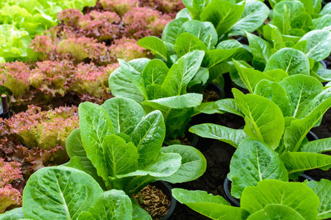 hydroponic growing