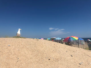 A_Seagull Overlooking Beach.jpg
