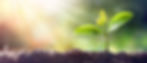 Young Plant Growing In Sunlight_edited_edited.jpg