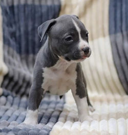 Valterstaff - питомник американских стаффордширских терьеров