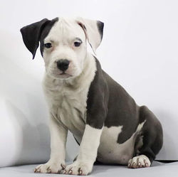 Valterstaff - питомник американских стаффордширских терьеров