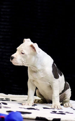 щенок стаффа