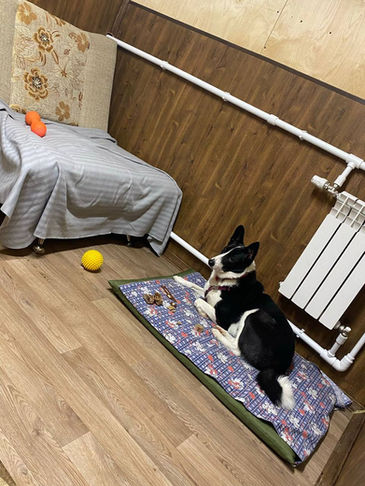 Передержка для собак