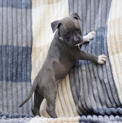 Valterstaff - питомник американских стаффордширских терьеров