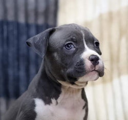 Valterstaff - питомник американских стаффордширских терьеров