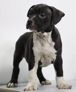 Valterstaff - питомник американских стаффордширских терьеров