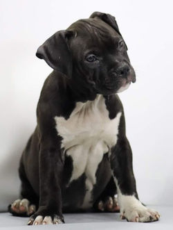 Valterstaff - питомник американских стаффордширских терьеров