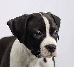 Valterstaff - питомник американских стаффордширских терьеров