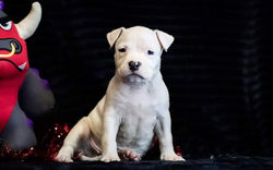 Щенок амстаффа