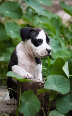 щенок амстаффа