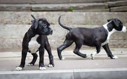 стаффордширский терьер