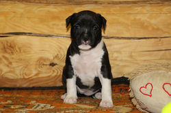 Щенок амстаффа