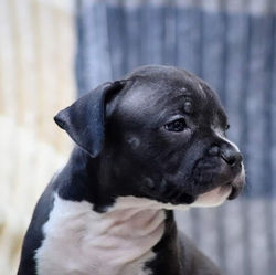 Valterstaff - питомник американских стаффордширских терьеров